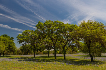 Bluebonnets wildflowers under large trees in field and blue sky background