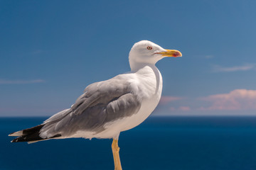 Seagull standing in a bold posture with a sunny blue ocean background.