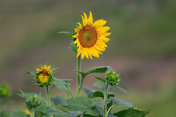 CUMMING, GA - JULY 10:    (Photo by David J. Griffin)