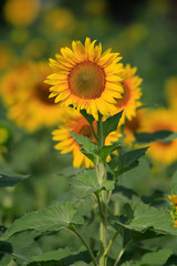 Early summer sunflowers in Cumming, Georgia.