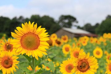 Obraz premium CUMMING, GA - JULY 10: (Photo by David J. Griffin)