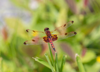 Calico Pennant Dragonfly