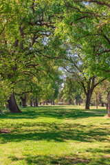 Toulumne River Trees in Modesto California