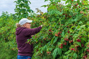 Woman on a farm picking fresh raspberries on a stormy day, wearing blue jeans, maroon sweatshirt...