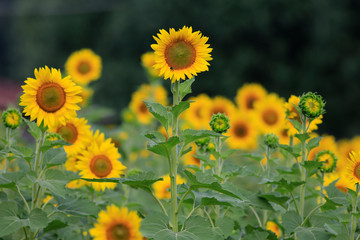 Fototapeta premium CUMMING, GA - JULY 10: (Photo by David J. Griffin)