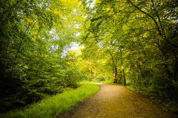 Beautiful forest with a tranquil walking path and deciduous green trees on the sides. (Epping Forest Walk, Essex, UK)