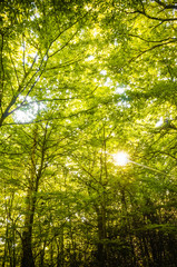 Beautiful rays of sunlight shining through green foliage in a calm woodland.  (Epping Forest, London, United Kingdom)