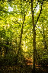 Fototapeta na wymiar Beautiful rays of sunlight shining through green foliage in a calm woodland. (Epping Forest, London, United Kingdom)