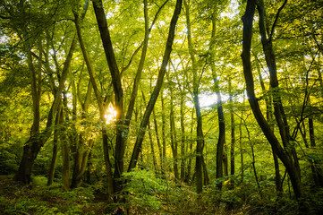Beautiful rays of sunlight shining through green foliage in a calm woodland.  (Epping Forest, London, United Kingdom)