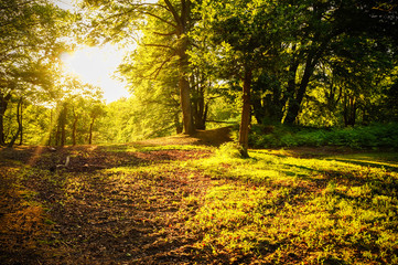 Nature background: a scenic forest of fresh green deciduous trees with a bright sun casting its rays of light through the foliage.