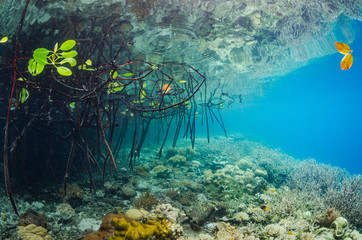 Underwater Mangroves