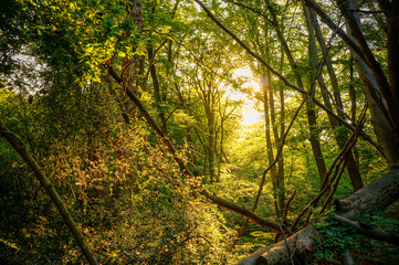 Nature background: a scenic forest of fresh green deciduous trees with a bright sun casting its rays of light through the foliage.