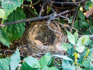 Bird's nest in thickets in the garden at Villa D'Este in Tivoli, Italy
