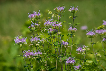 Close up of wild bee balm