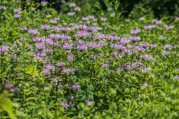 Field of wild bee balm