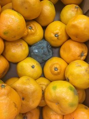 One rotten lemon among the yellow ones in the box