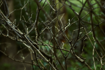 dry branches with green background