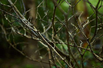 dry branches with green background