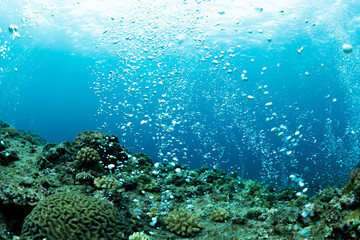 School of Striped large-eye bream