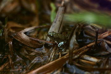 Small frog on the water