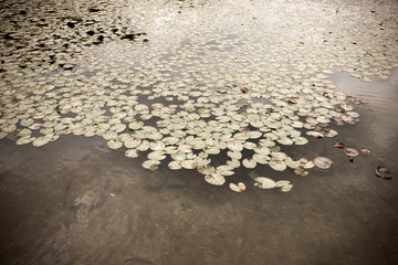 Pond. Naganeupseong is a traditional Korean village in Suncheon-si, South Korea.