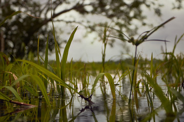 Long grass in the lake