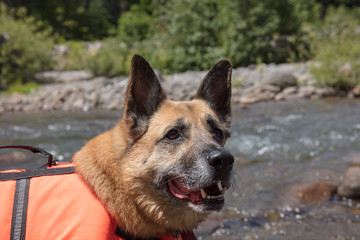 German shepherd in the creek