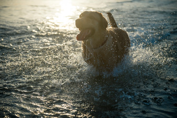 A young yellow Labrador retriever dog splashes in the waves with a happy expression against golden sun 