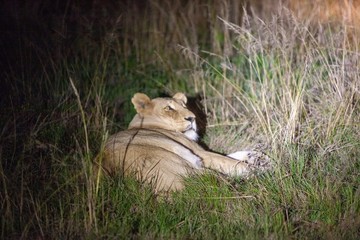 South African Lion at night