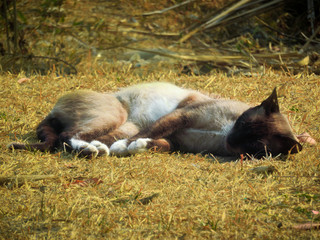 Cat sleeping in grass