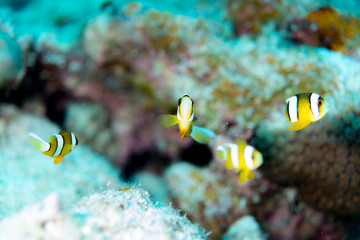 Fototapeta na wymiar The School of juvenile anemonefish 