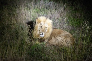 Naklejka na ściany i meble South African Lion at night