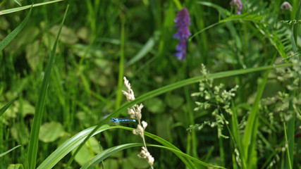 Dragonfly