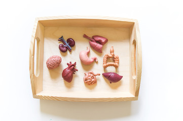 Montessori material for the study of the structure of man. biology. Natural material.