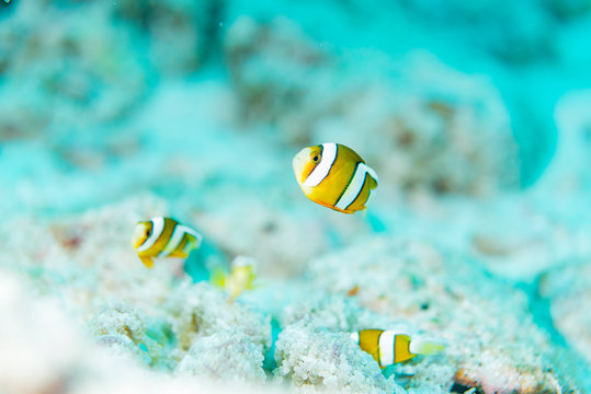 The School of juvenile anemonefish 