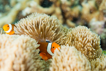 Clownfish lives in sea anemone