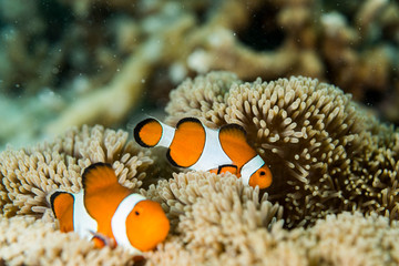 Clownfish lives in sea anemone