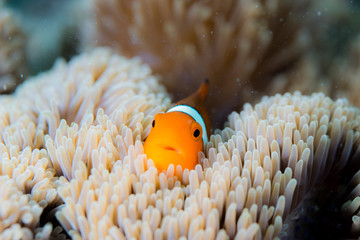 Clownfish lives in sea anemone