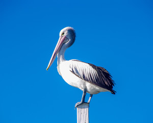 Pelican at Hervey Bay, Queensland Australia