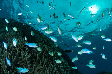 Blue green chromis and Staghorn damselfish	