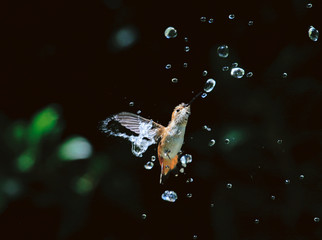 Obraz na płótnie Canvas Hummingbird with waterdrops