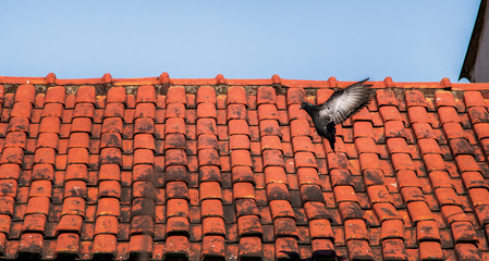 red roof and blue sky
