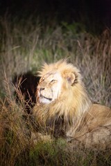 South African Lion at night
