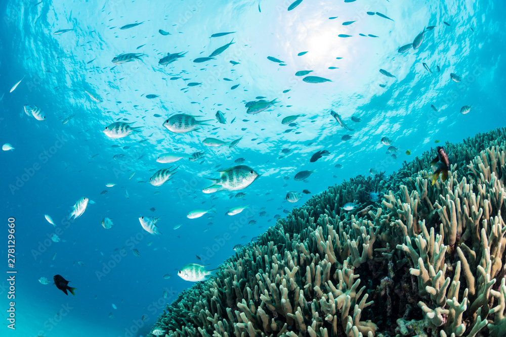 Sticker Blue green chromis and Staghorn damselfish	