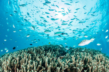 Blue green chromis and Staghorn damselfish	