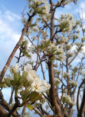 Plum tree in bloom. Flowering fruit tree nuts. Spanish agricultural industry of fruit. Contrasts of natural colors in rural area. Blue calm sky in the background.