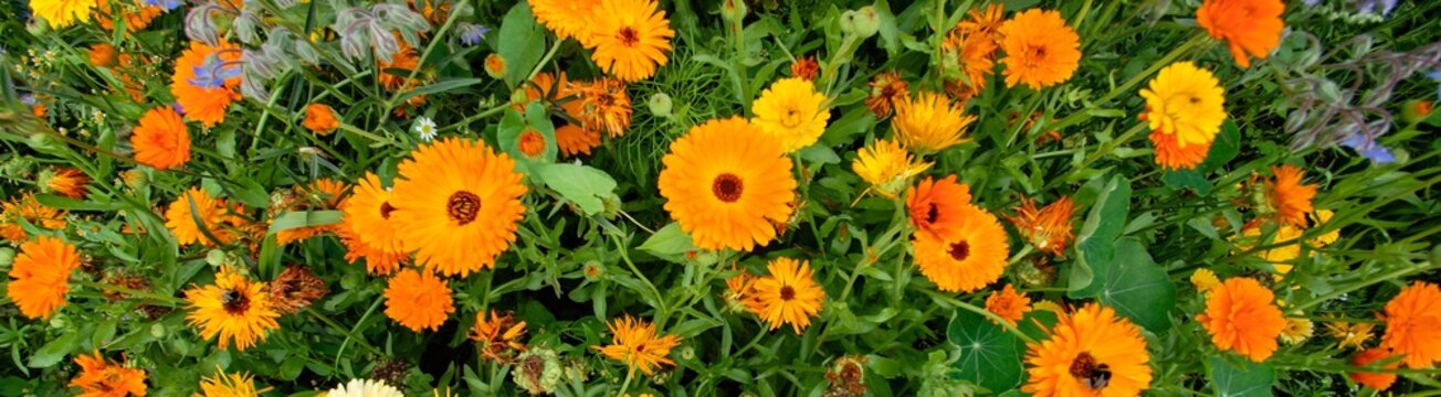 Ringelblumen als Bannerbild
