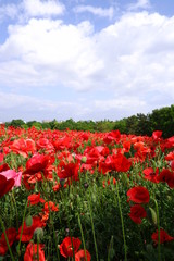 red poppy field 