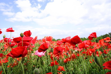 red poppy field 