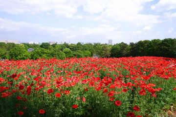 poppy field of red poppies